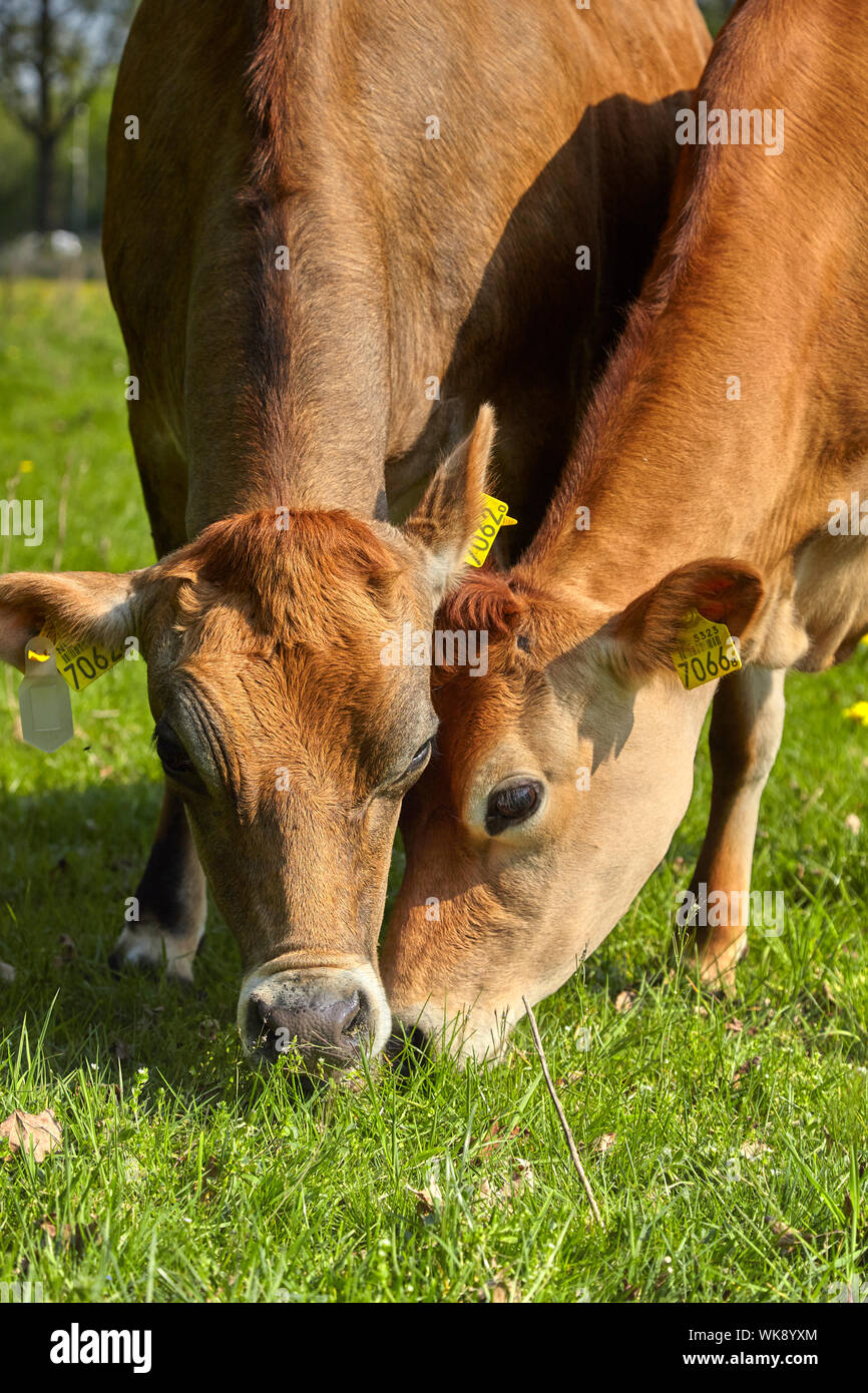 A pair of Jersey cows grazing in a field Stock Photo