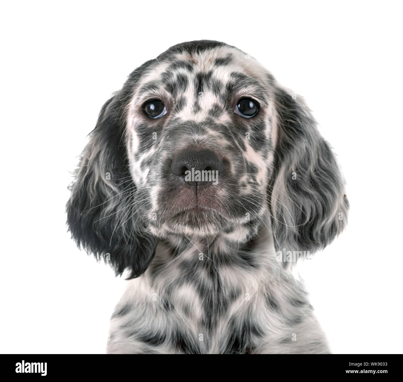 puppy english setter in front of white background Stock Photo - Alamy