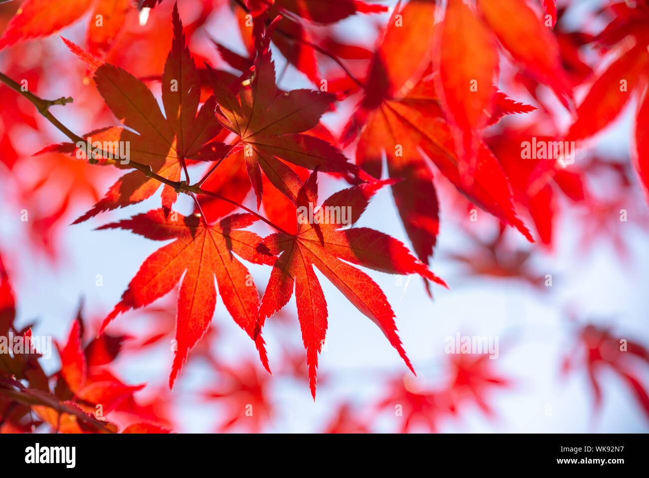 Red colorful autumnal maple leaves, autumn concept Stock Photo