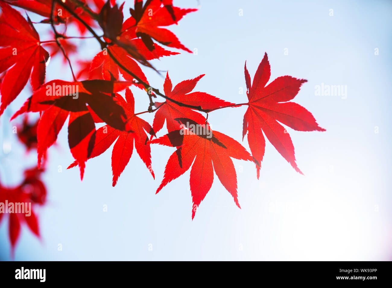 Red colorful autumnal maple leaves, autumn concept Stock Photo