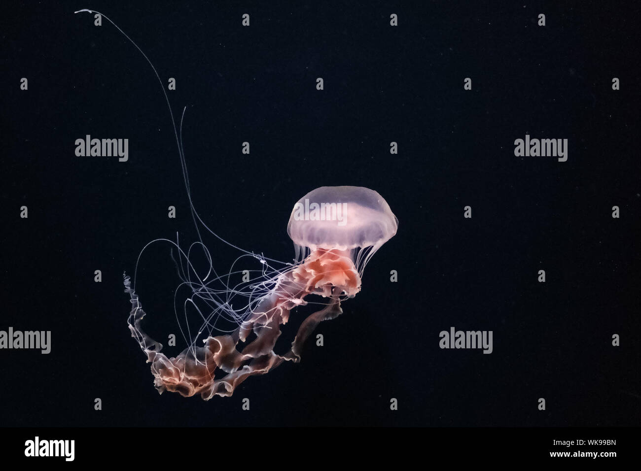 Jellyfish Against Black Background Stock Photo