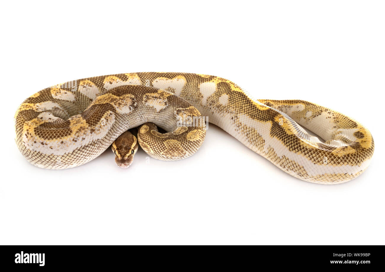 Ball python in front of white background Stock Photo - Alamy