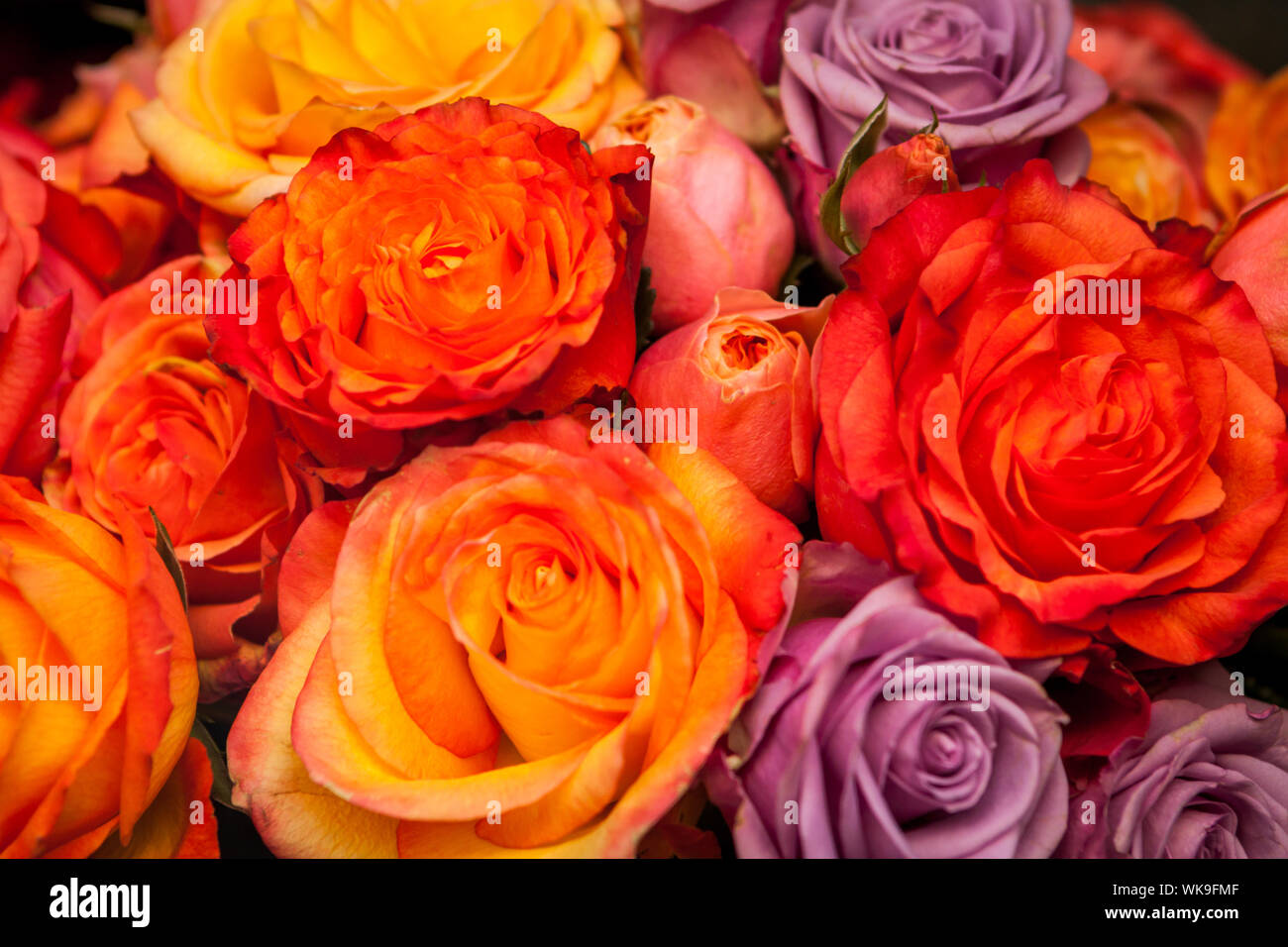 Bunches Of Colorful Fresh Roses In Red Orange And Lilac For Sale