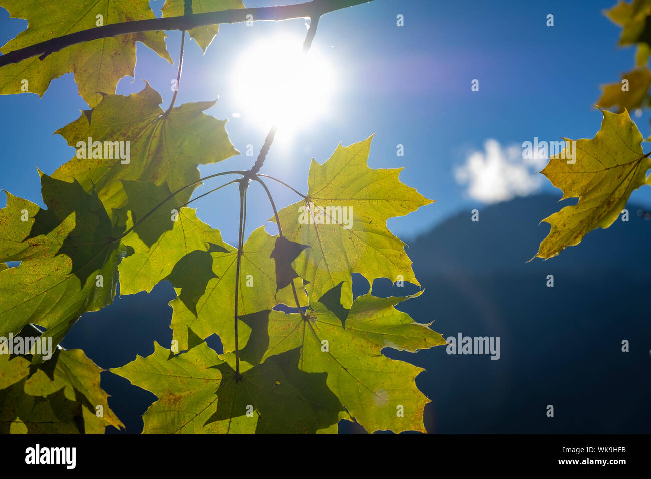 Welkende blatter hires stock photography and images Alamy