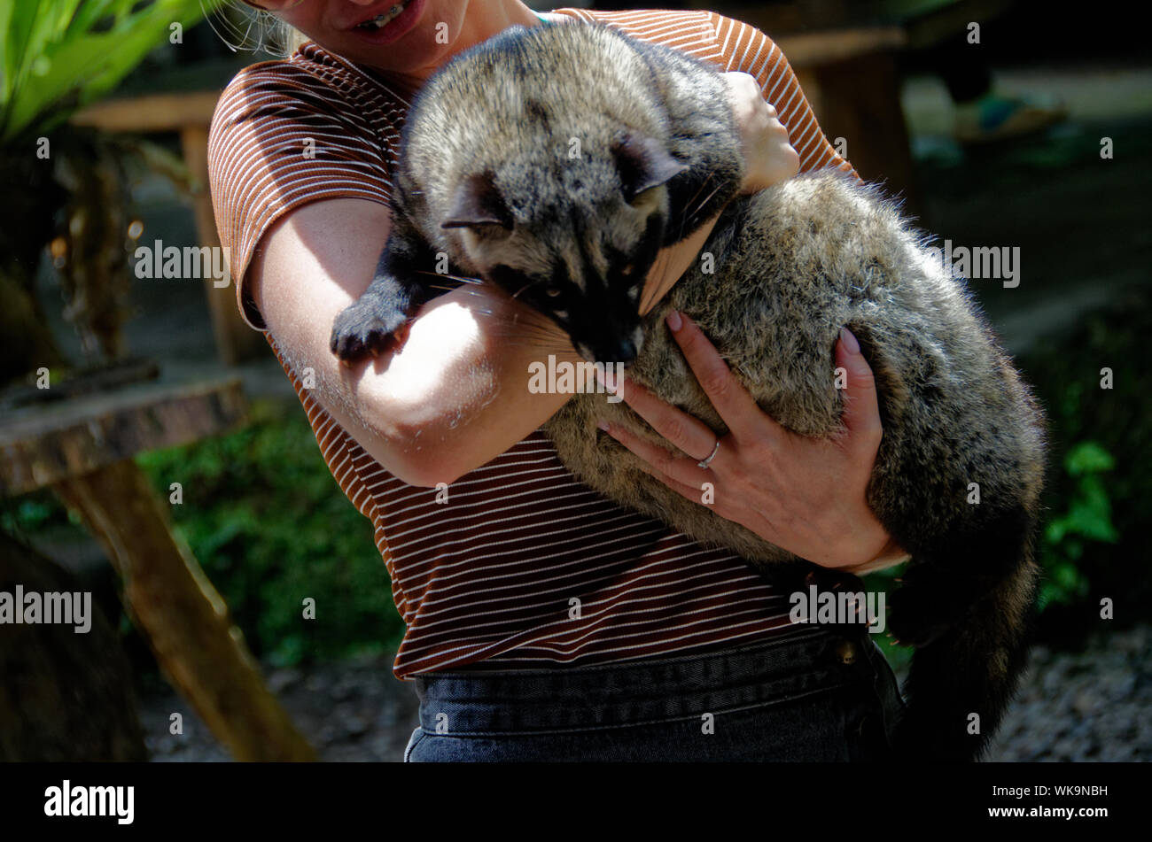 Woman holding an Asian Palm Civet, the animal whose dung is part of making Cat Poo Coffee Stock Photo