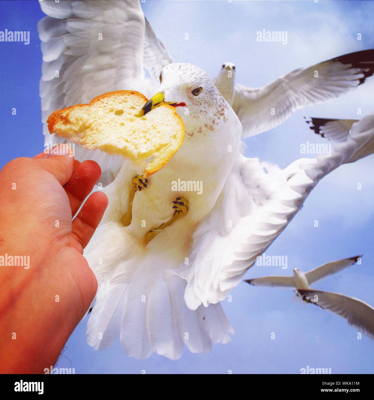 Giving the bird hires stock photography and images Alamy