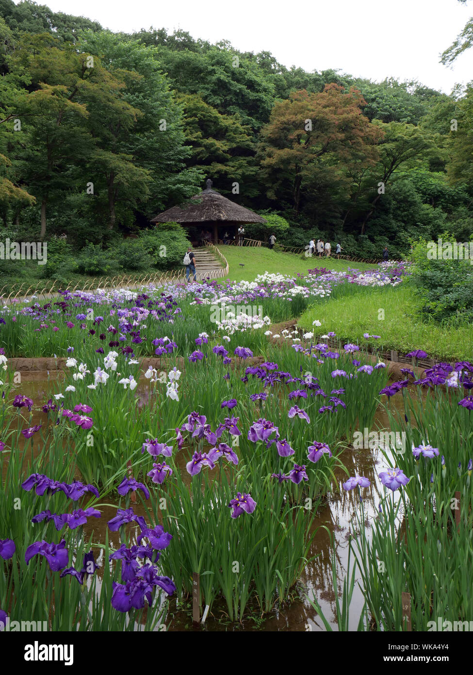 JAPAN - photo by Sean Sprague  Meiji Jingu Shinto shrine and gardens, Harajuku, Tokyo. The iris garden. Stock Photo