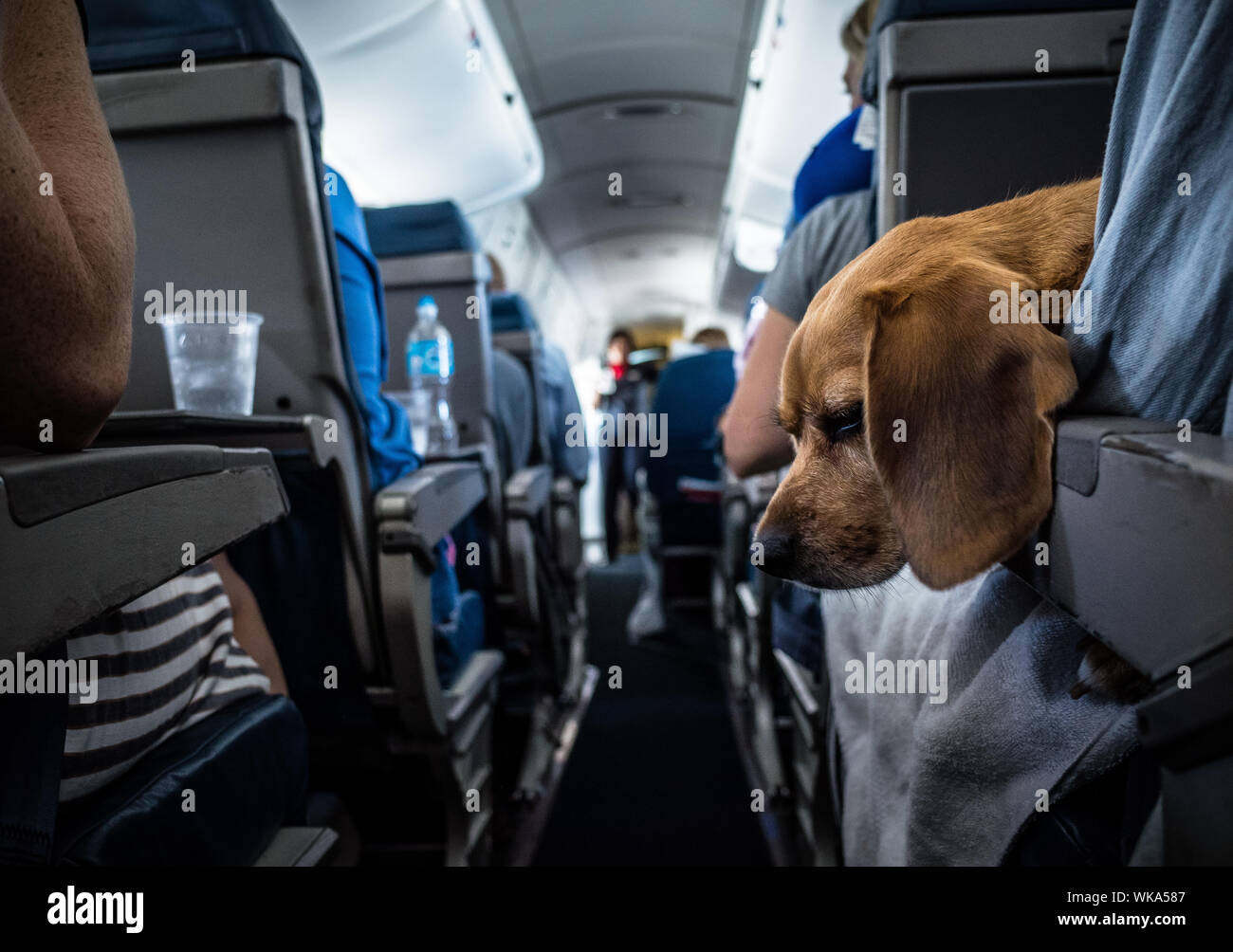 Can Dogs Ride The Bus