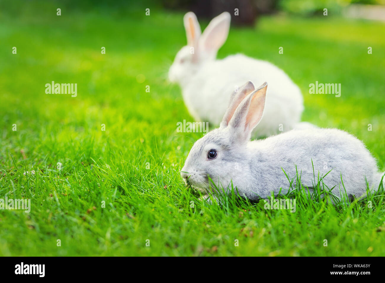 Sweet Animals on Green Background Love Is ..
