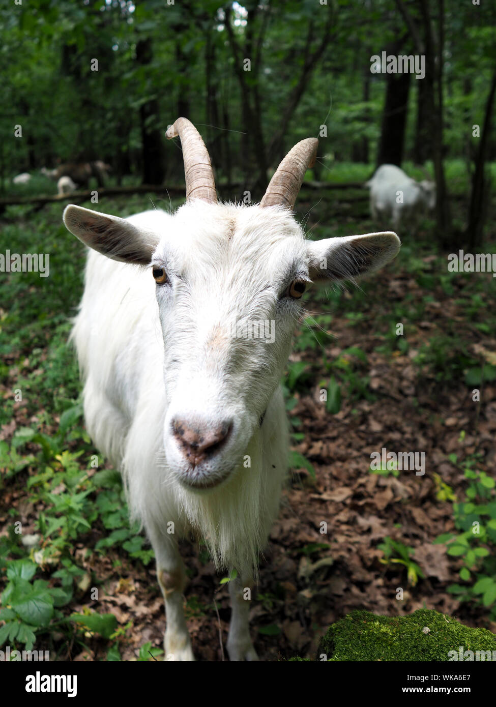 White Goat Standing In Forest Stock Photo