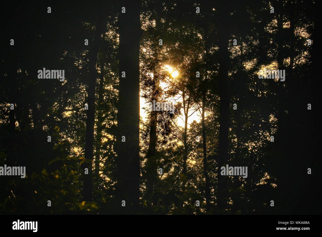 Shining through tall trees hi-res stock photography and images - Alamy