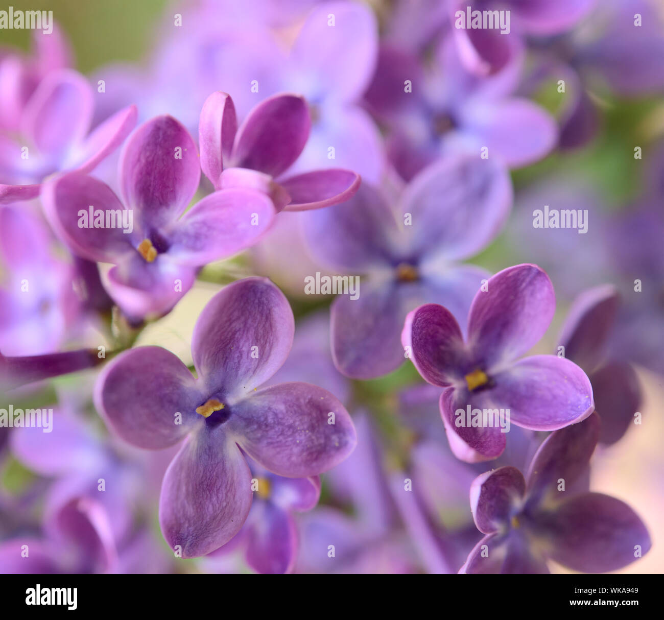 Purple Lilac Flowers on the Blurred Green Background. Spring Blossom ...