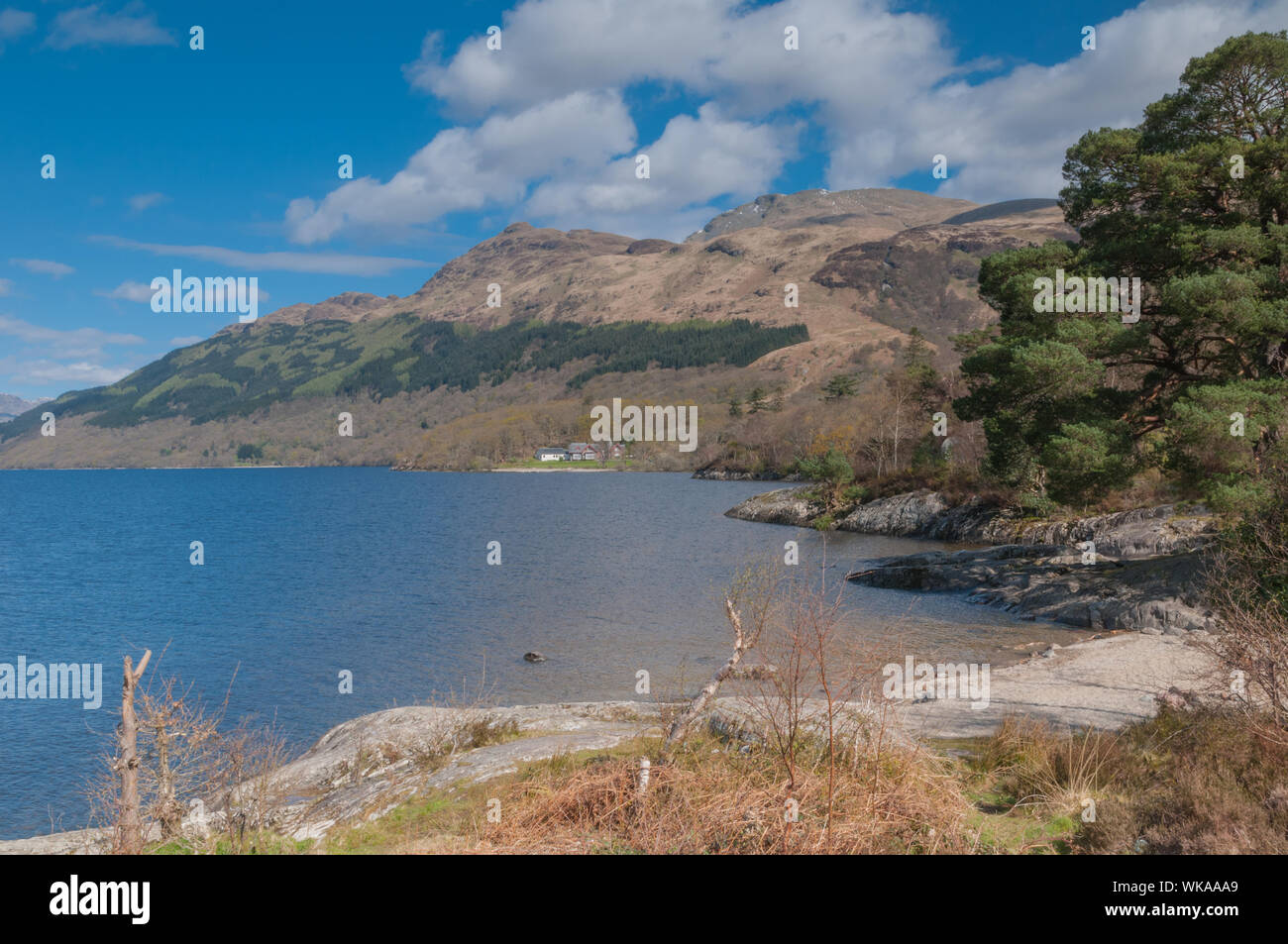 View North on Loch Lomond at Rowardennan with Ben Lomond Stirling District Scotland Stock Photo