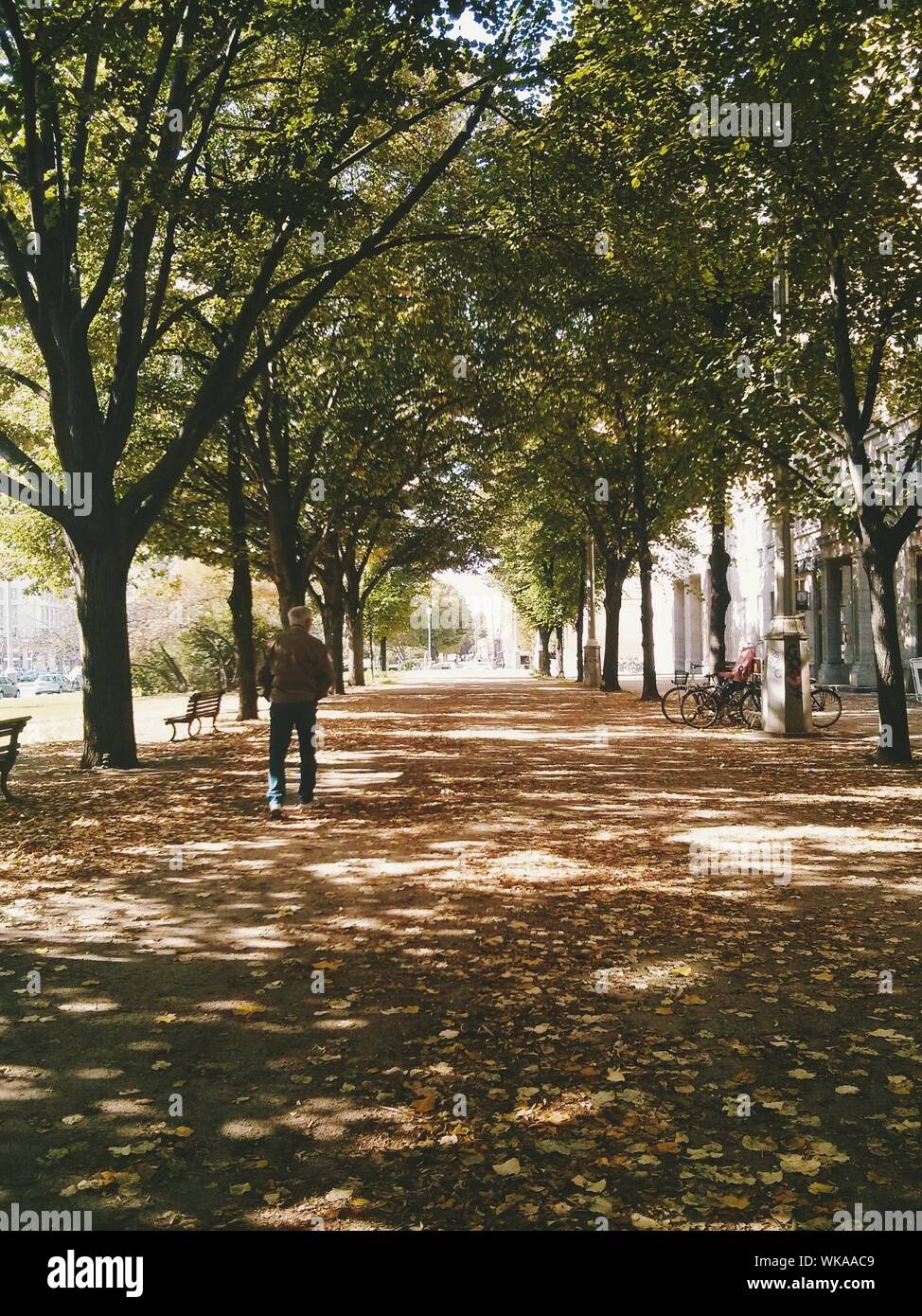 Walking under the trees hi-res stock photography and images - Alamy