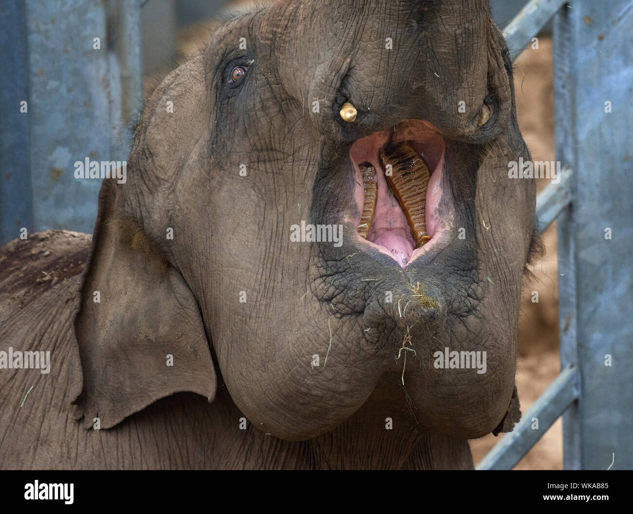 Asian elephant, Elephas maximus, showing its teeth, Blackpool Zoo, Lancashire, UK Stock Photo