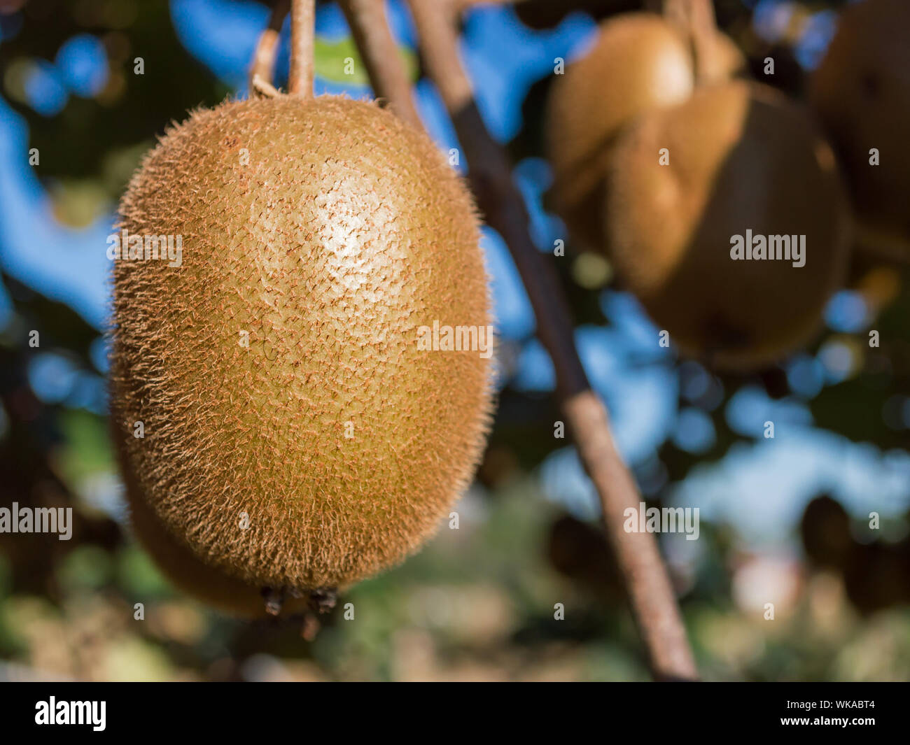 Growing Kiwi High Resolution Stock Photography and Images - Alamy