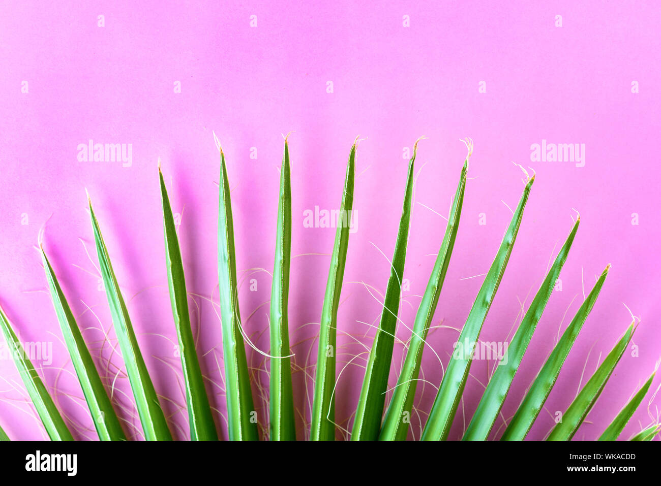 Tropical palm leaf on pastel pink background. Minimal concept. Flat lay ...