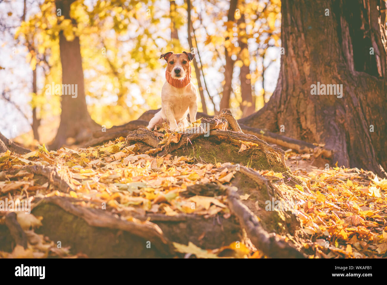 Dog hiking in fall (autumn) forest sitting at top of hill Stock Photo