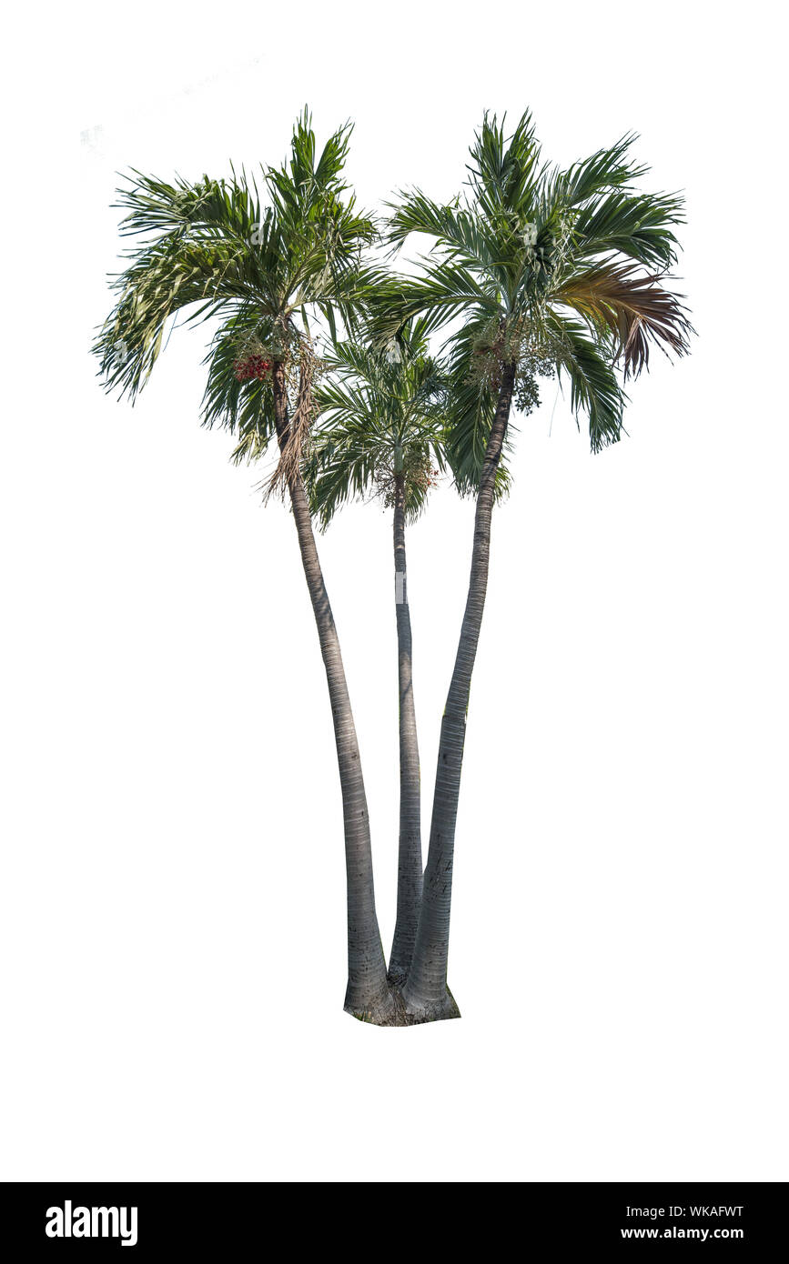 Palm Trees Against White Background Stock Photo - Alamy