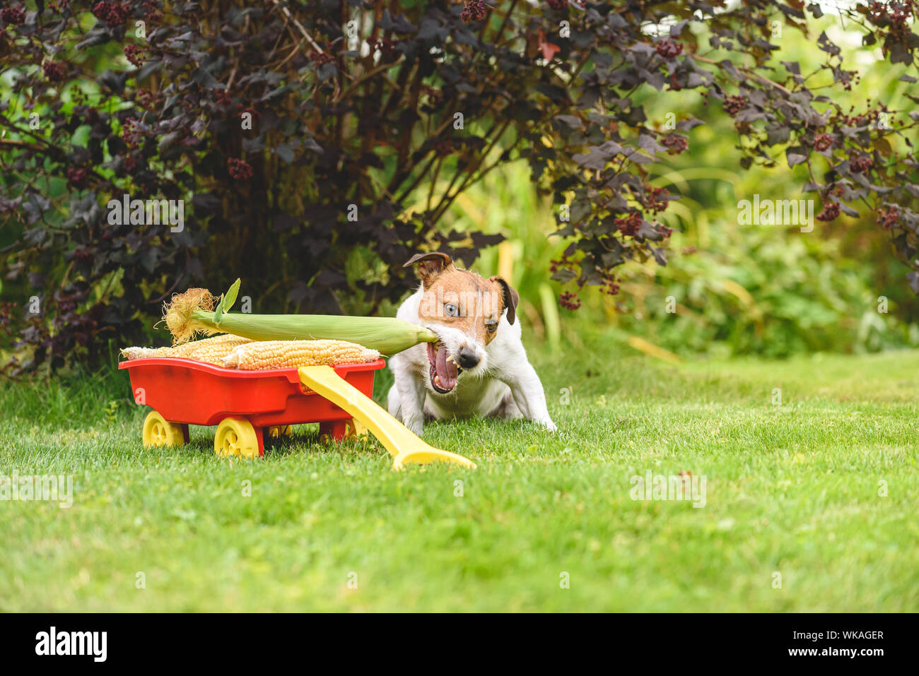 Funny dog stealing corn ear from fresh harvest Stock Photo