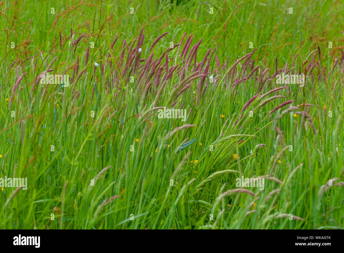 Green field, sweet vernal grass (Anthoxanthum odoratum) Background
