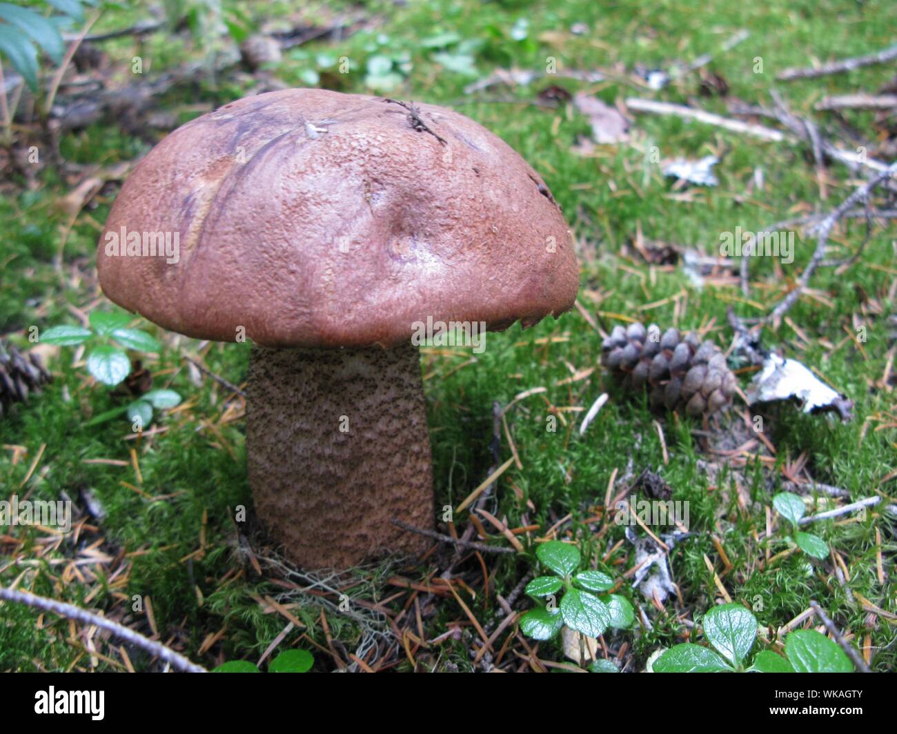 Fungus mushroom growing on pine hires stock photography and images Alamy
