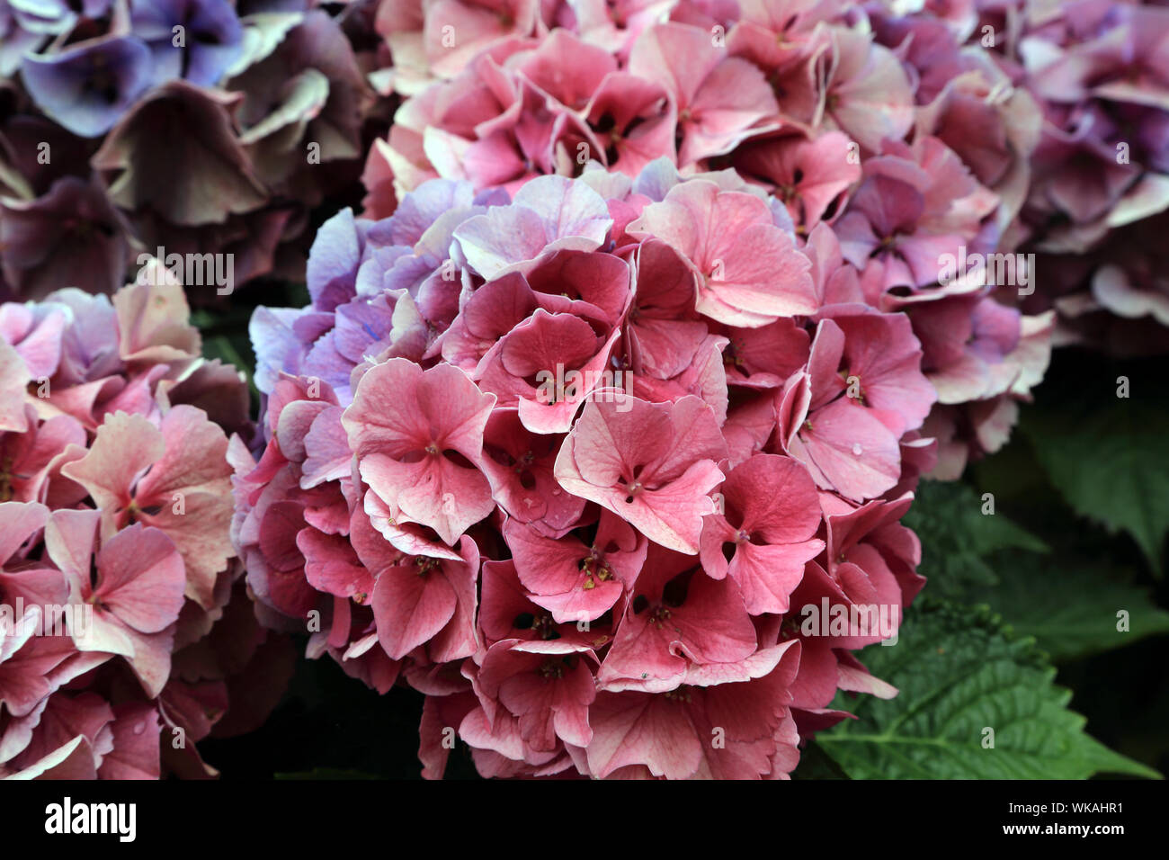 Pink and purple hydrangea growing in garden on Ile Aux Moines, Morbihan ...