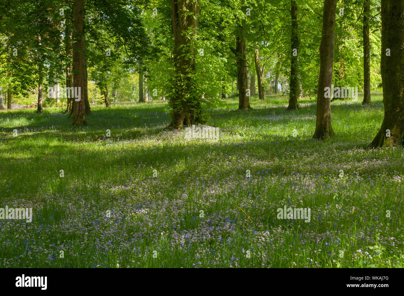Bluebells and other wild flowers in the wood Mount Stuart House Isle of  Bute Argyll & Bute Scotland Stock Photo