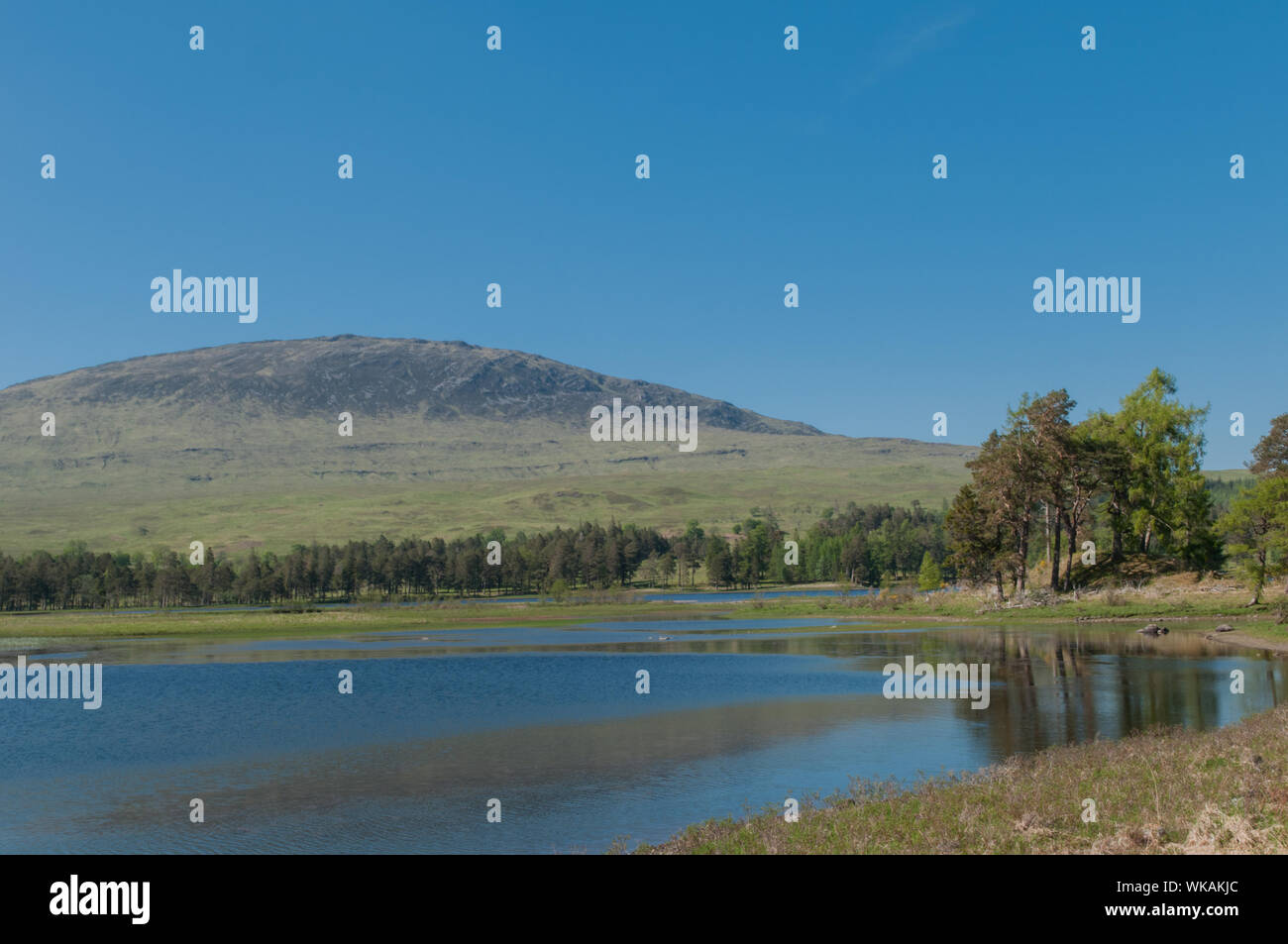Loch Tulla Inveroran and Pine Trees nr bridge of Orchy Argyll & Bute Scotland Stock Photo