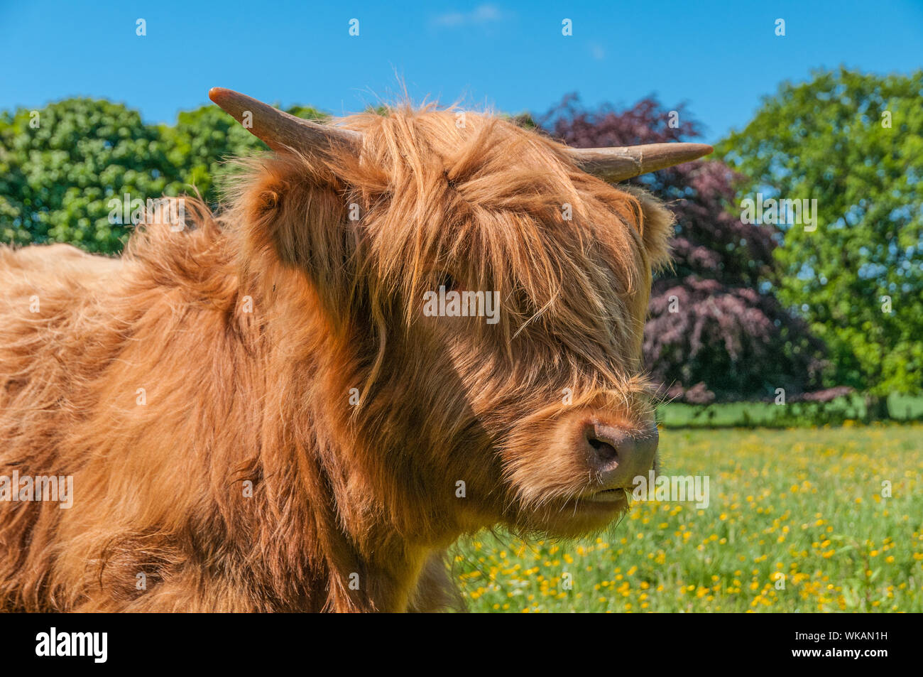 Highland Cow Paxton Estate Scottish Borders Scotland Stock Photo Alamy