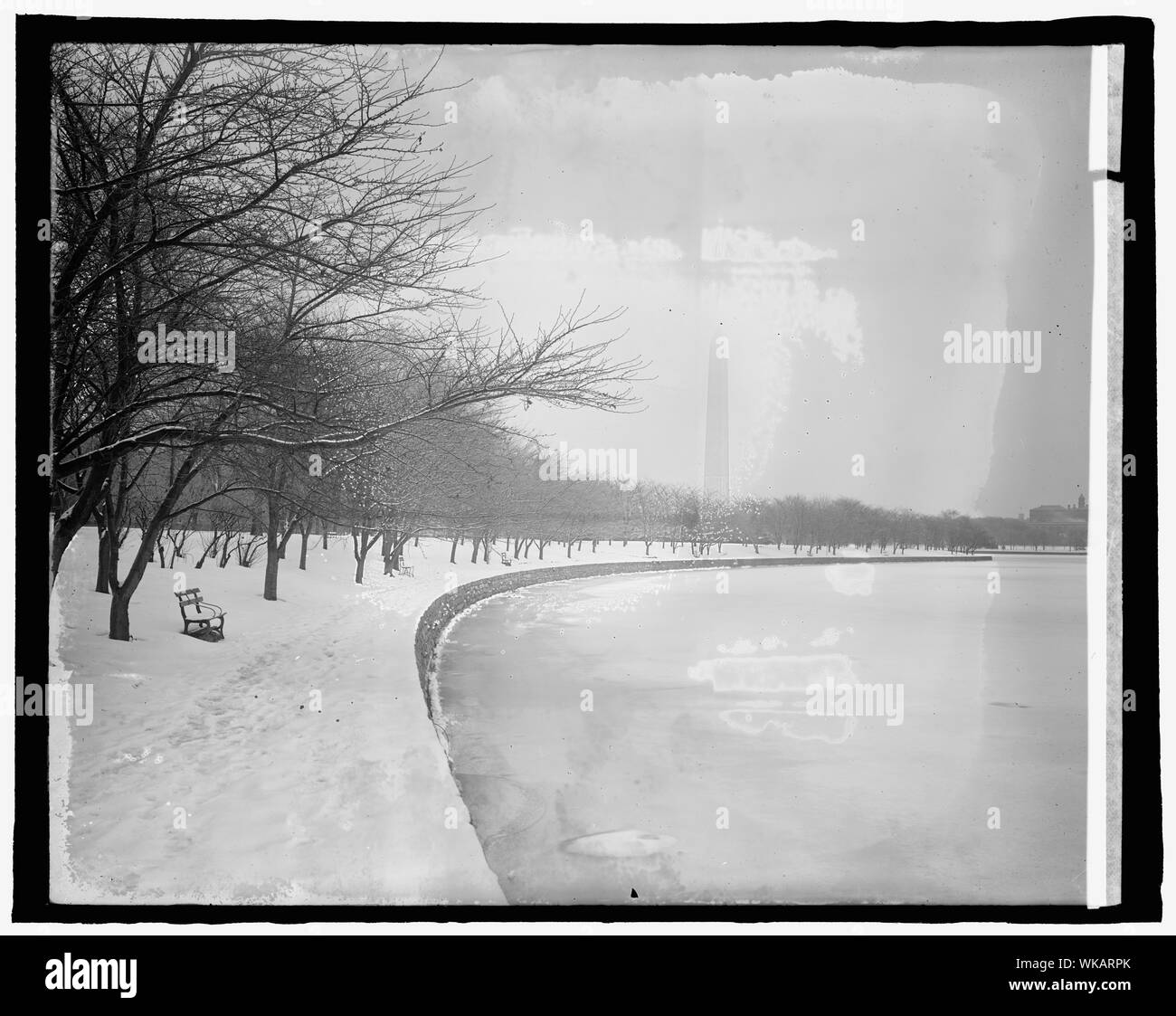 Flowering tree urban Black and White Stock Photos & Images - Alamy