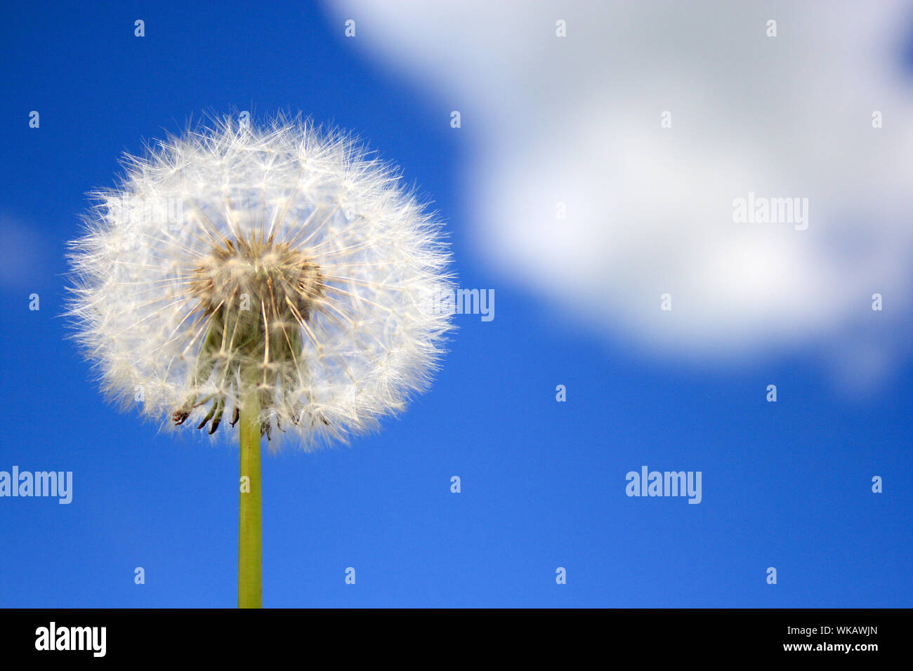 Dandelion seed flying sun hi-res stock photography and images - Alamy