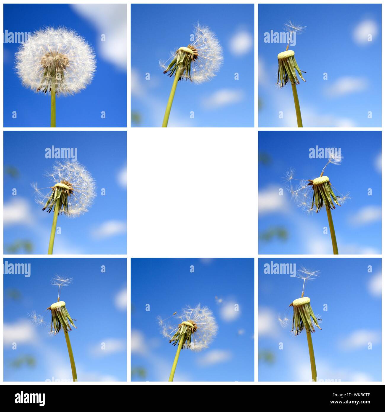 Beautiful dandelion collage Stock Photo - Alamy