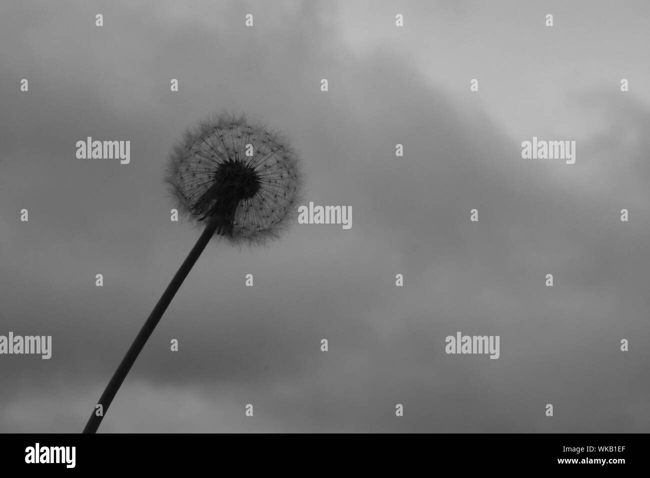 Dandelion and sun Black and White Stock Photos & Images - Alamy