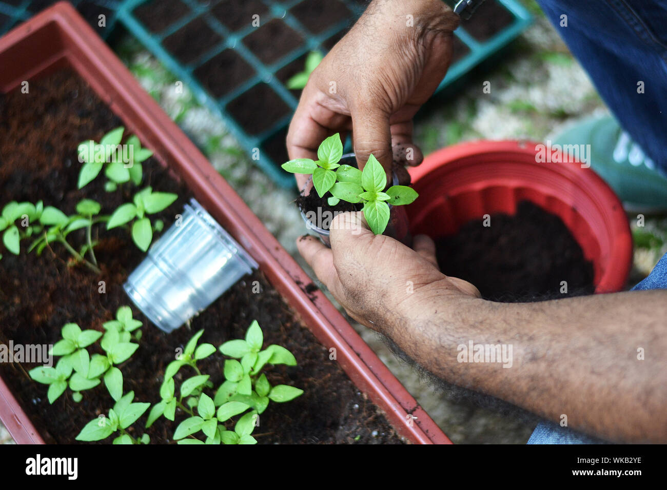 Man plants potting hires stock photography and images Alamy