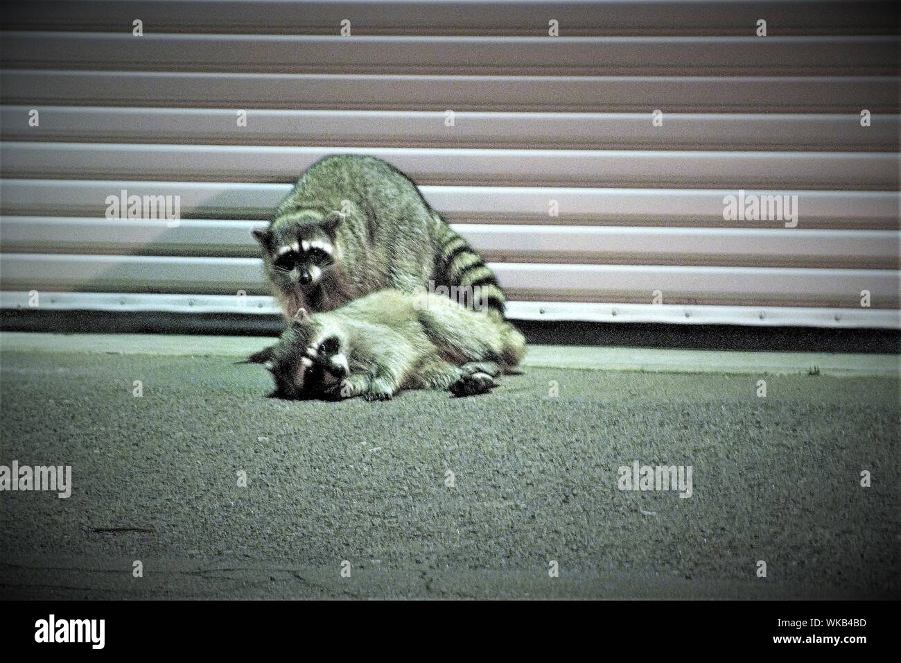 Close-up Of Raccoons Stock Photo