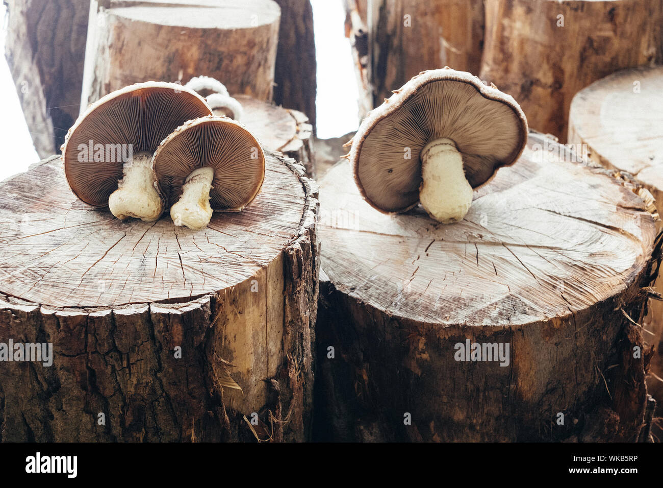 Mushrooms growing tree stump brown hires stock photography and images