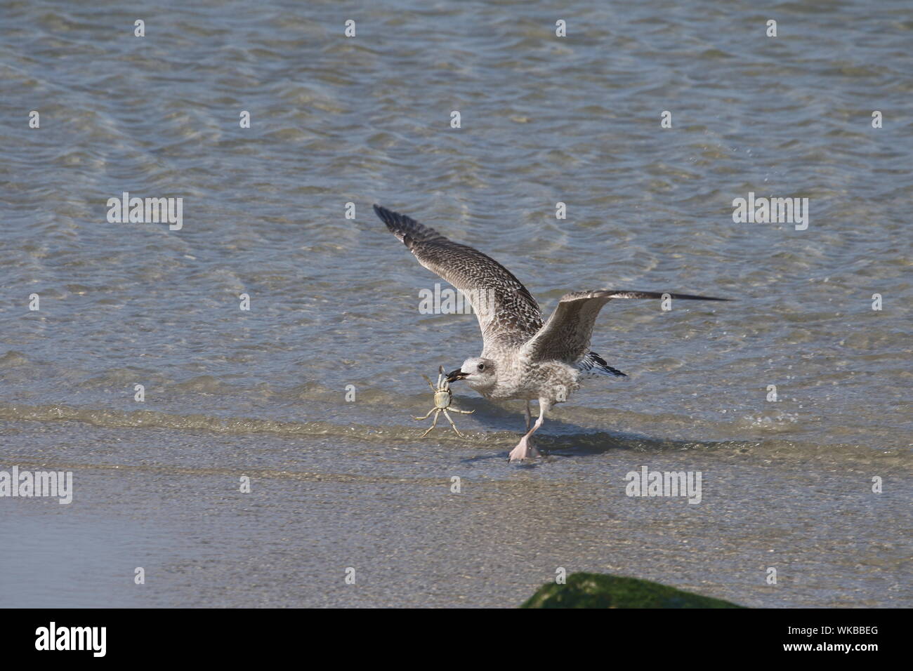 Bird Hunting Insect At Beach Stock Photo