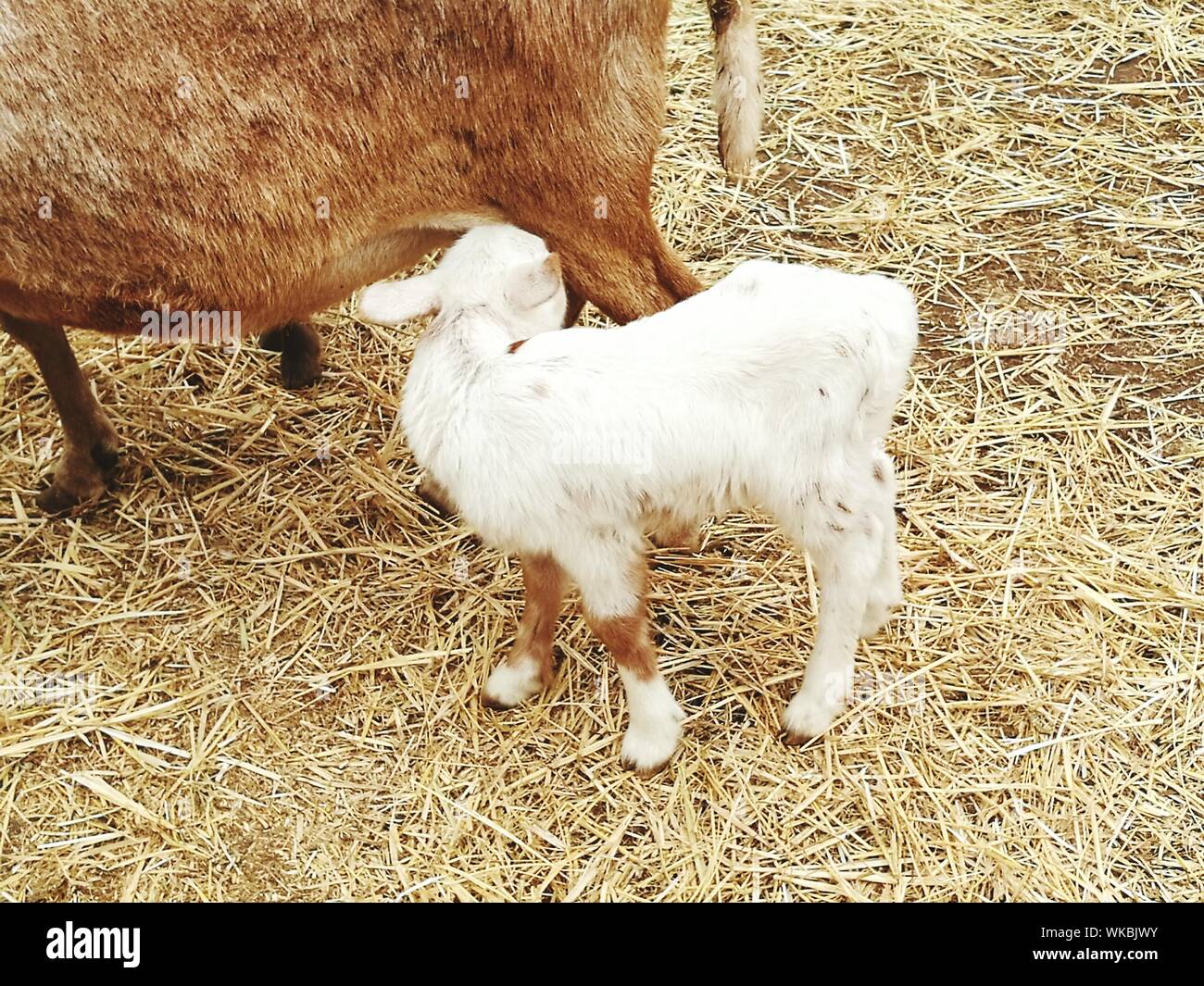 Goat Feeding Kid Stock Photo Alamy