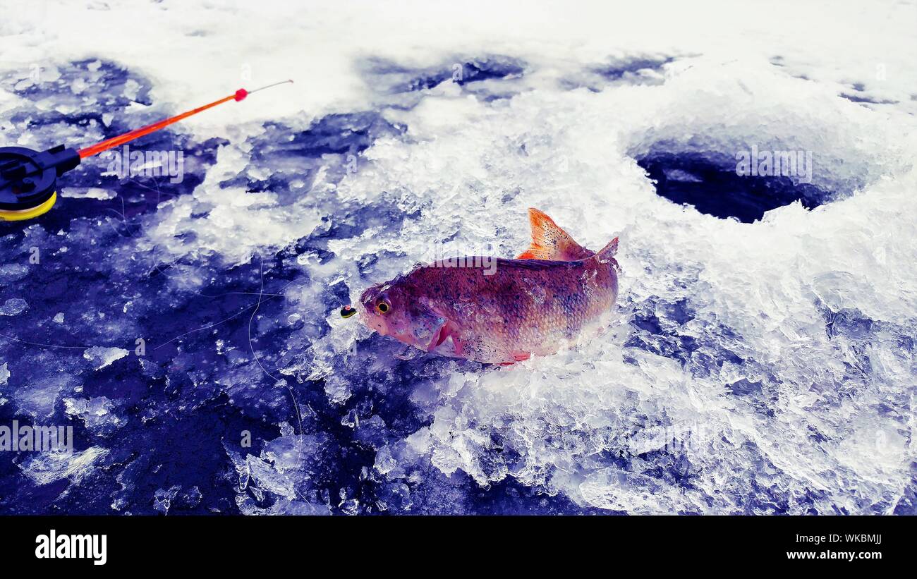 Fish On The Ice Stock Photo Alamy