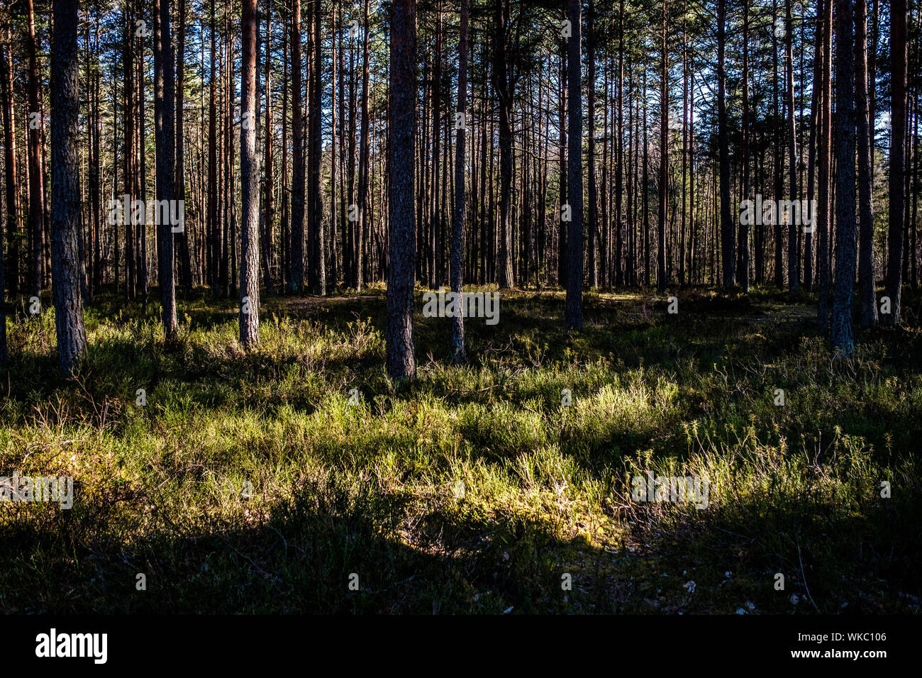 Latvia; Jurmala: Hiking path in Kemeri National Park, especially known for its forests, swamps and peat lands. Stock Photo