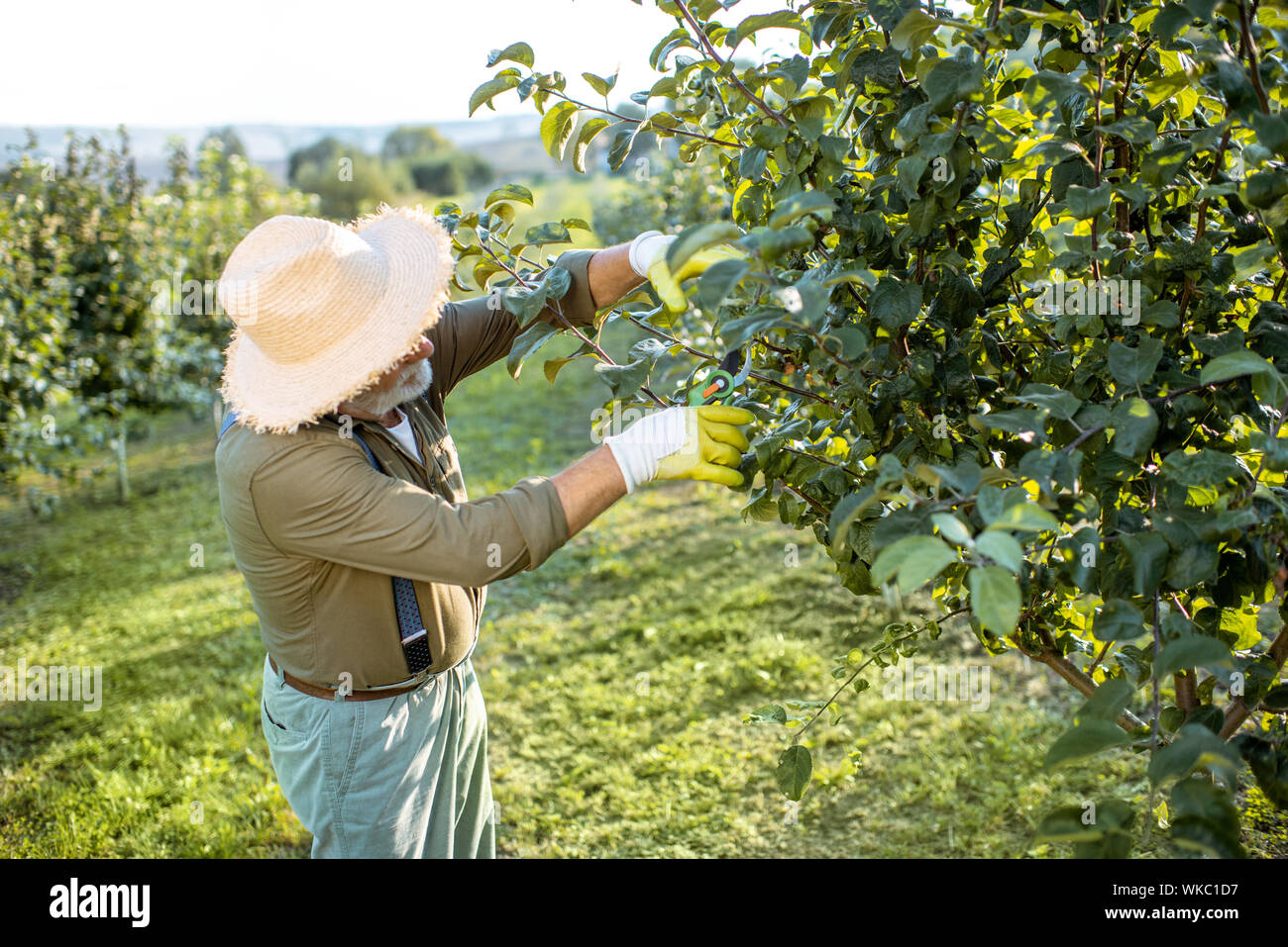 The Fruit Tree Man Fruit Trees
