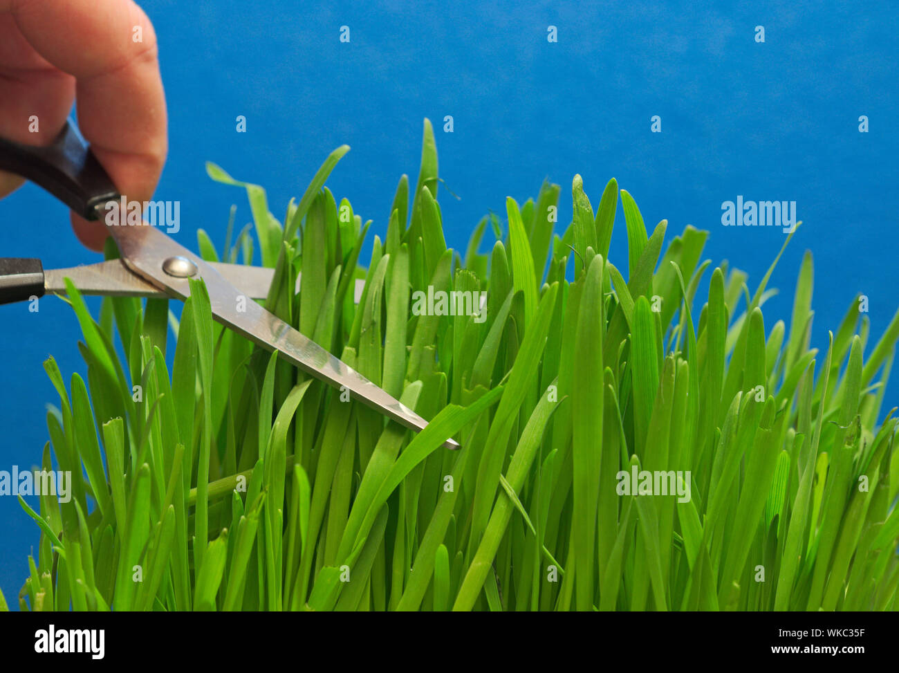 Cutting Grass With Scissors High Resolution Stock Photography and