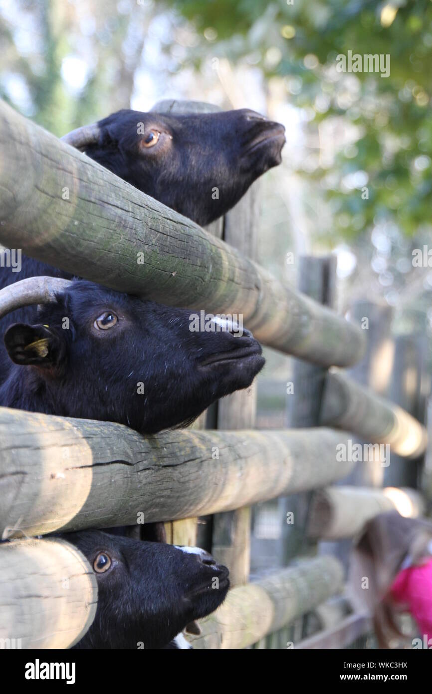 Goats Stuck In Wooden Fence Stock Photo Alamy