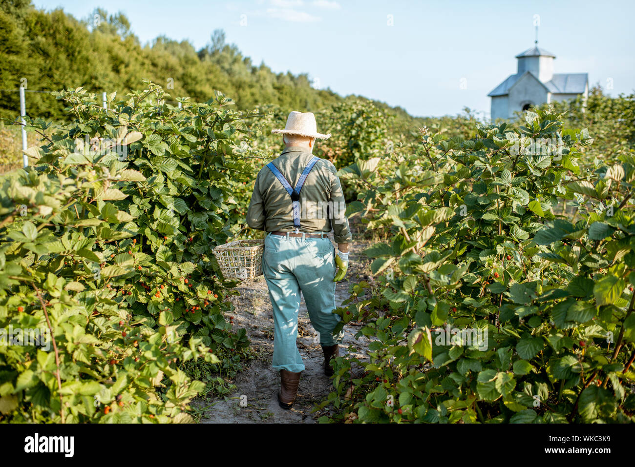 Senior gardener collecting blackberries on the beautiful plantation during the sunny evening, walking back. Concept of a small gardening and growing berries Stock Photo