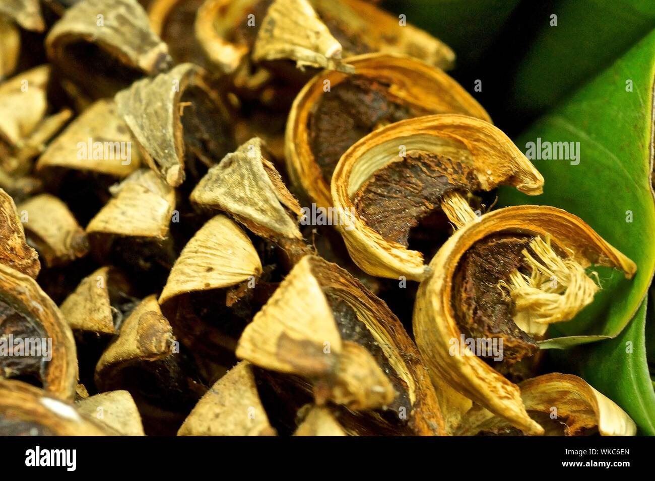 Areca Nuts High Resolution Stock Photography and Images - Alamy