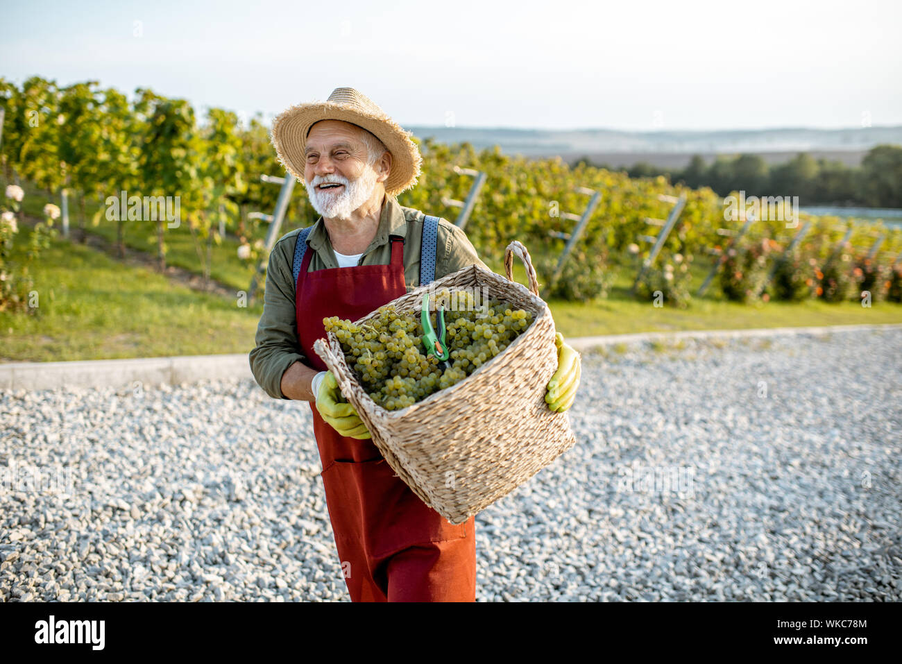 Senior well-dressed winemaker walking with basket full of freshly picked up wine grapes, harvesting on the vineyard during a sunny evening Stock Photo