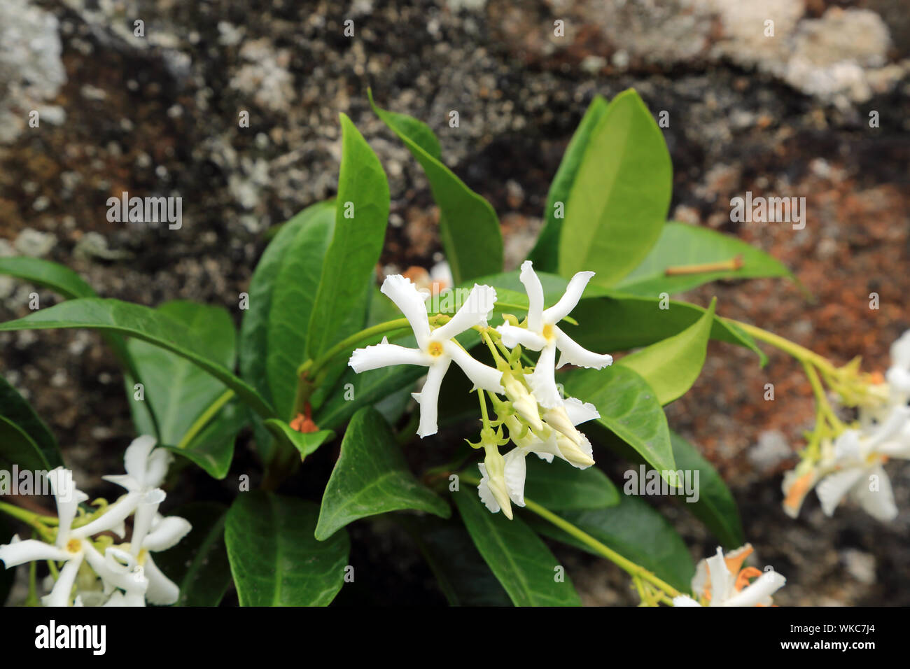 White jasmine growing over wall on Ile aux Moines, Golfe du Morbihan, Brittany, France Stock Photo