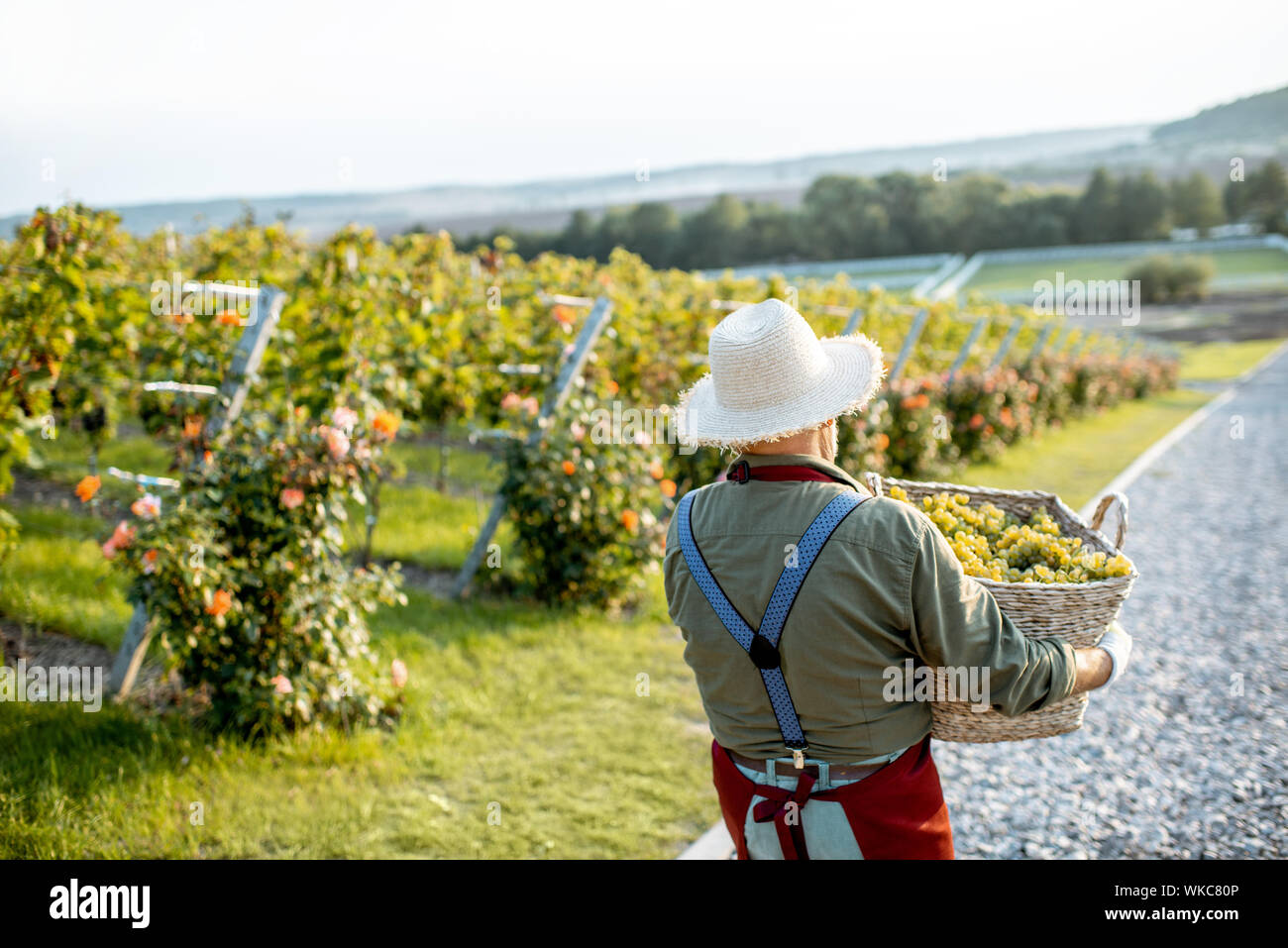 Senior winemaker walking with basket full of freshly picked up wine grapes, harvesting on the vineyard during a sunny evening, rear view Stock Photo
