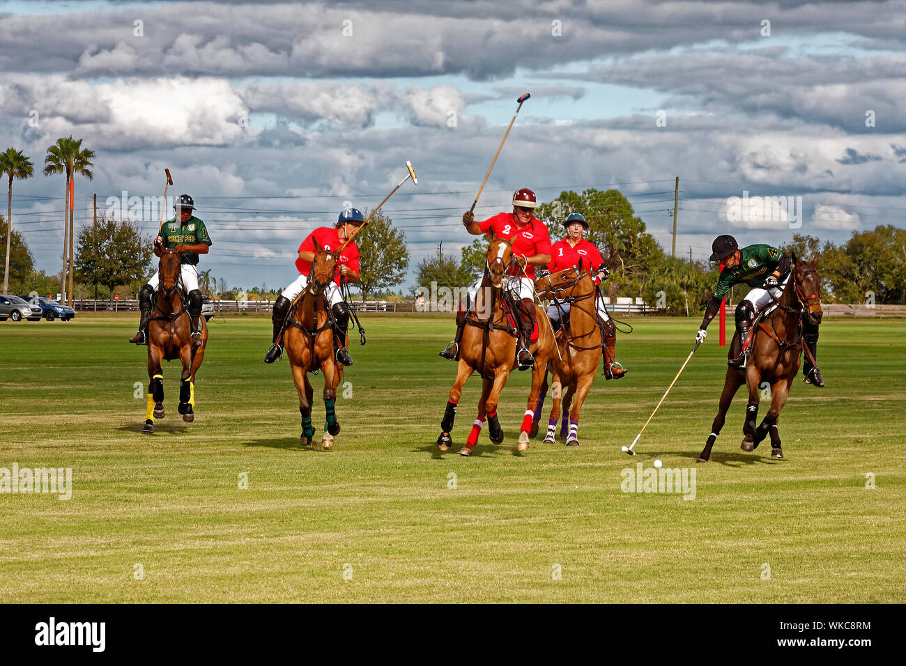 polo match; horses; 5 players; 2 teams; mallets, fast pace; action; hitting ball; sport; skill, competition; grassy field, Sarasota Polo Club; Lakewoo Stock Photo